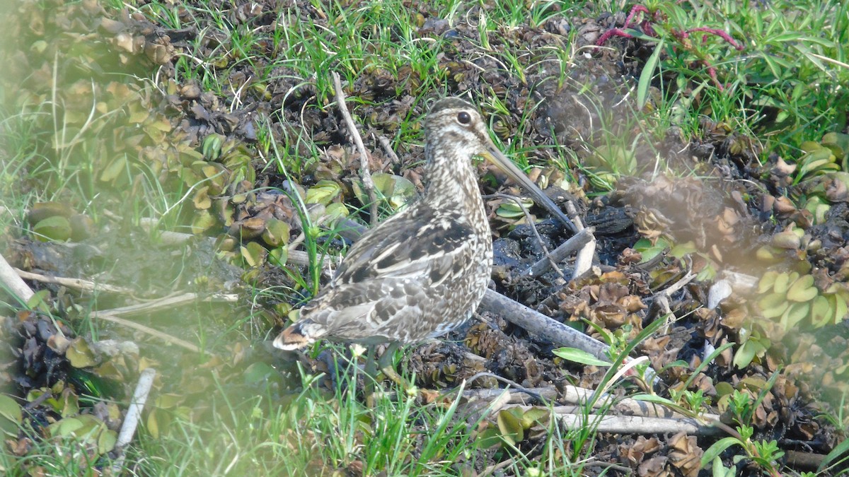 Pantanal Snipe - ML451654371