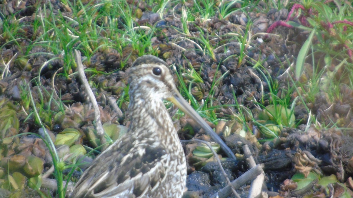 Pantanal Snipe - ML451654381