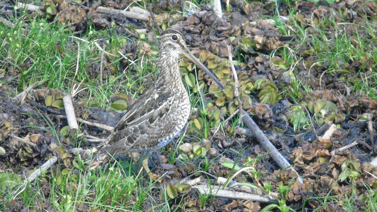 Pantanal Snipe - ML451654441