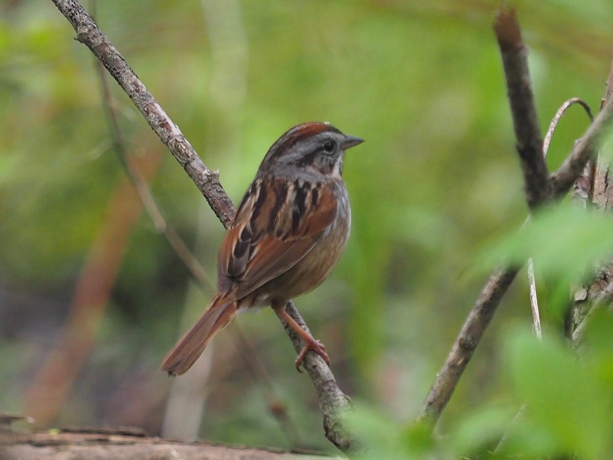 Swamp Sparrow - ML451655251