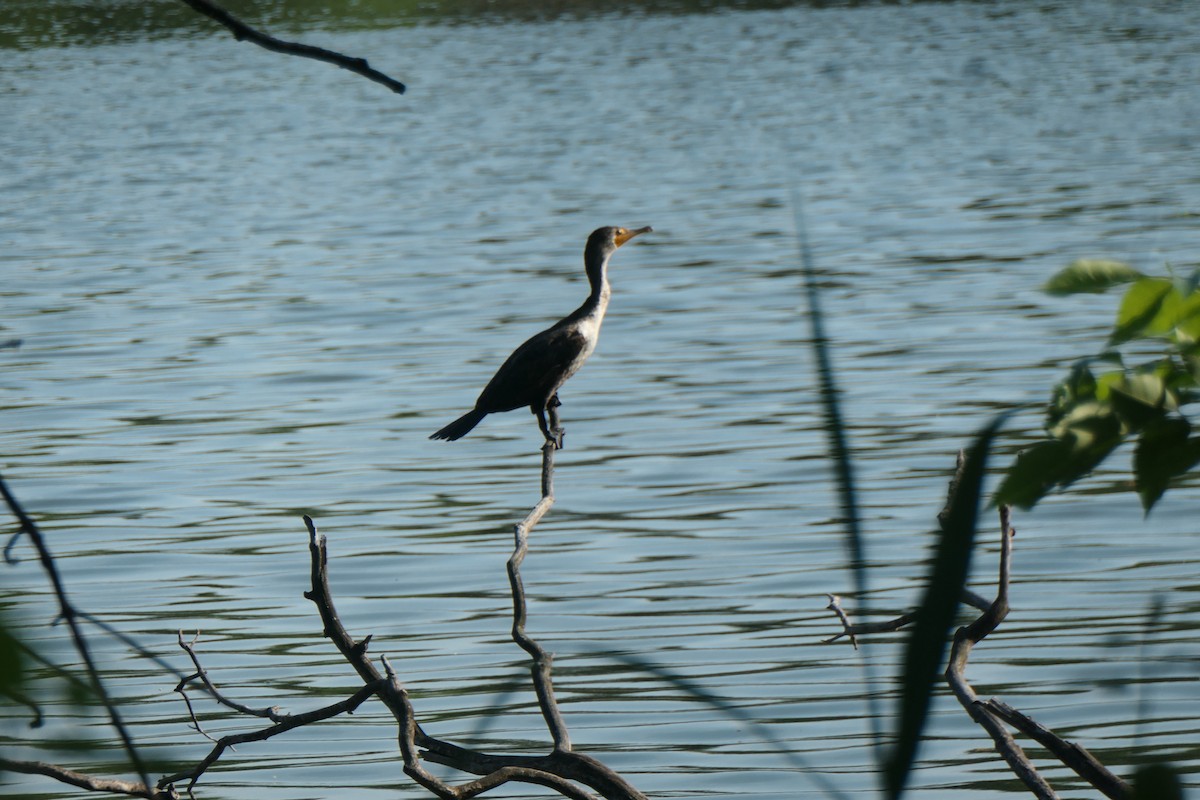 Double-crested Cormorant - ML451655561