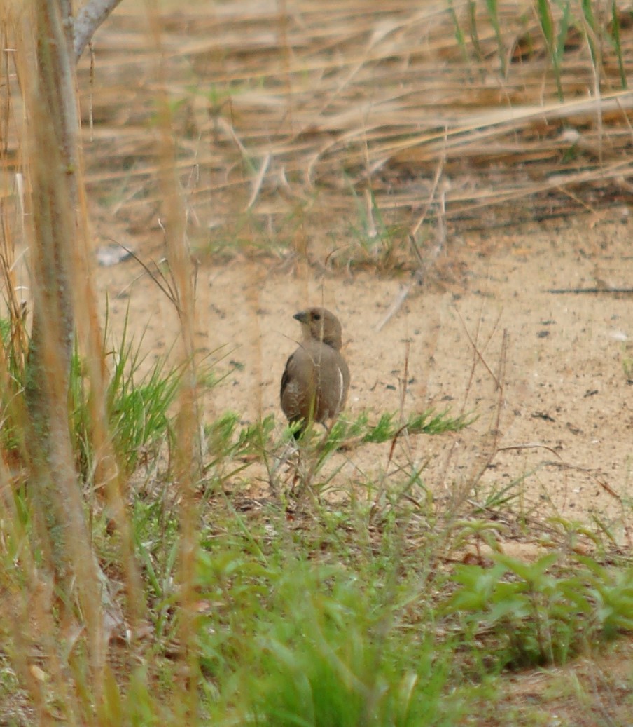 Brown-headed Cowbird - ML451656941