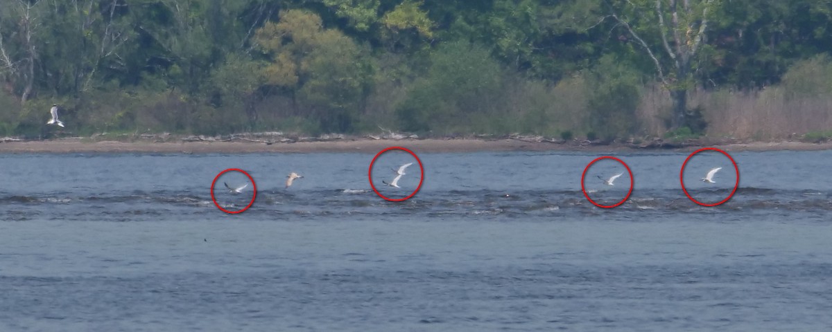 שחפית כספית - ML451657681