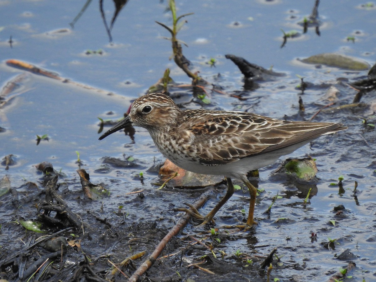 Least Sandpiper - ML451658351