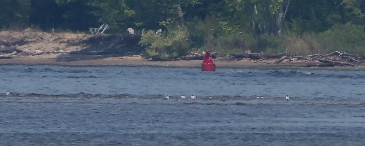 שחפית כספית - ML451658921