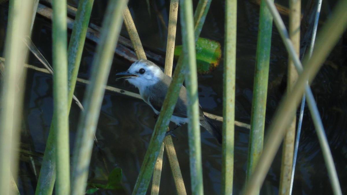 White-headed Marsh Tyrant - ML451658981