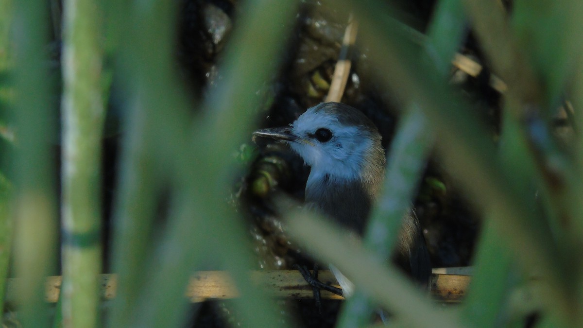 White-headed Marsh Tyrant - ML451659001