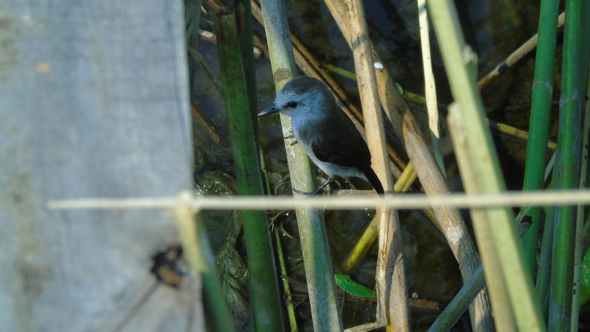 White-headed Marsh Tyrant - ML451659321