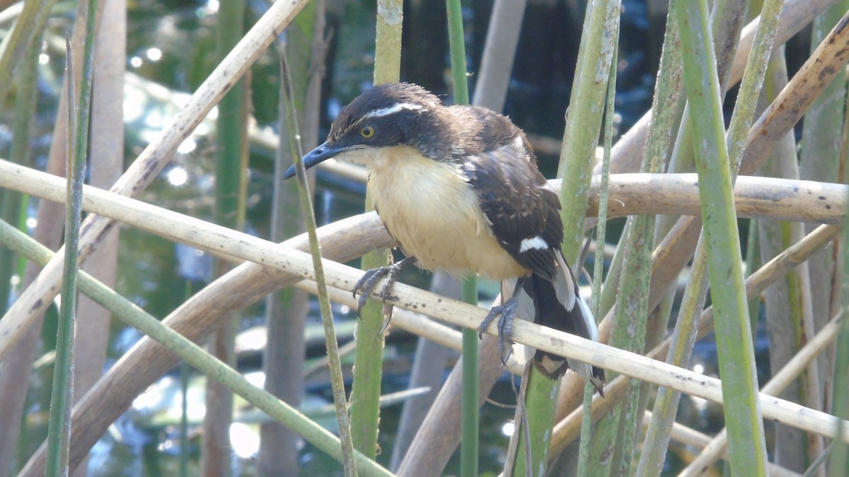 Black-capped Donacobius - ML451659371