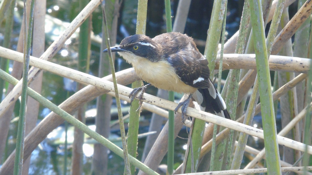 Black-capped Donacobius - ML451659411