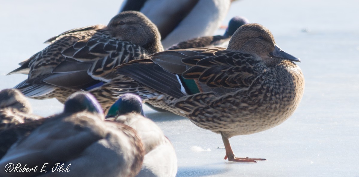 Mallard x Northern Pintail (hybrid) - Robert Jilek