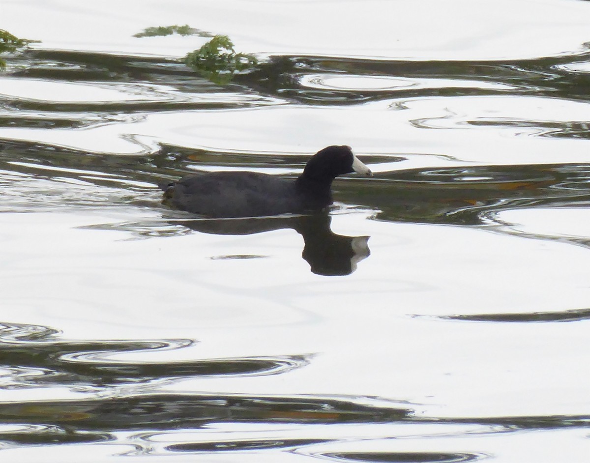 American Coot - ML451659931