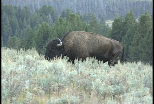 American bison - ML451660