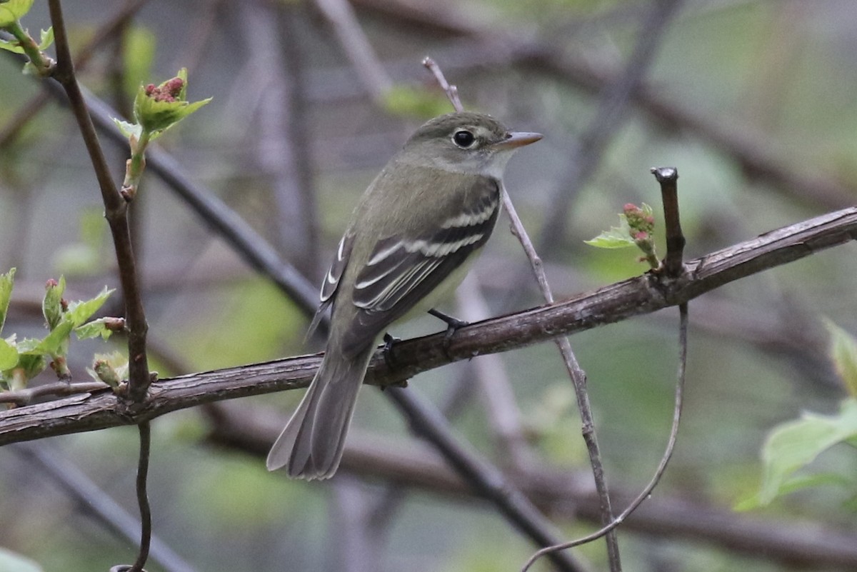 Alder Flycatcher - ML451661491