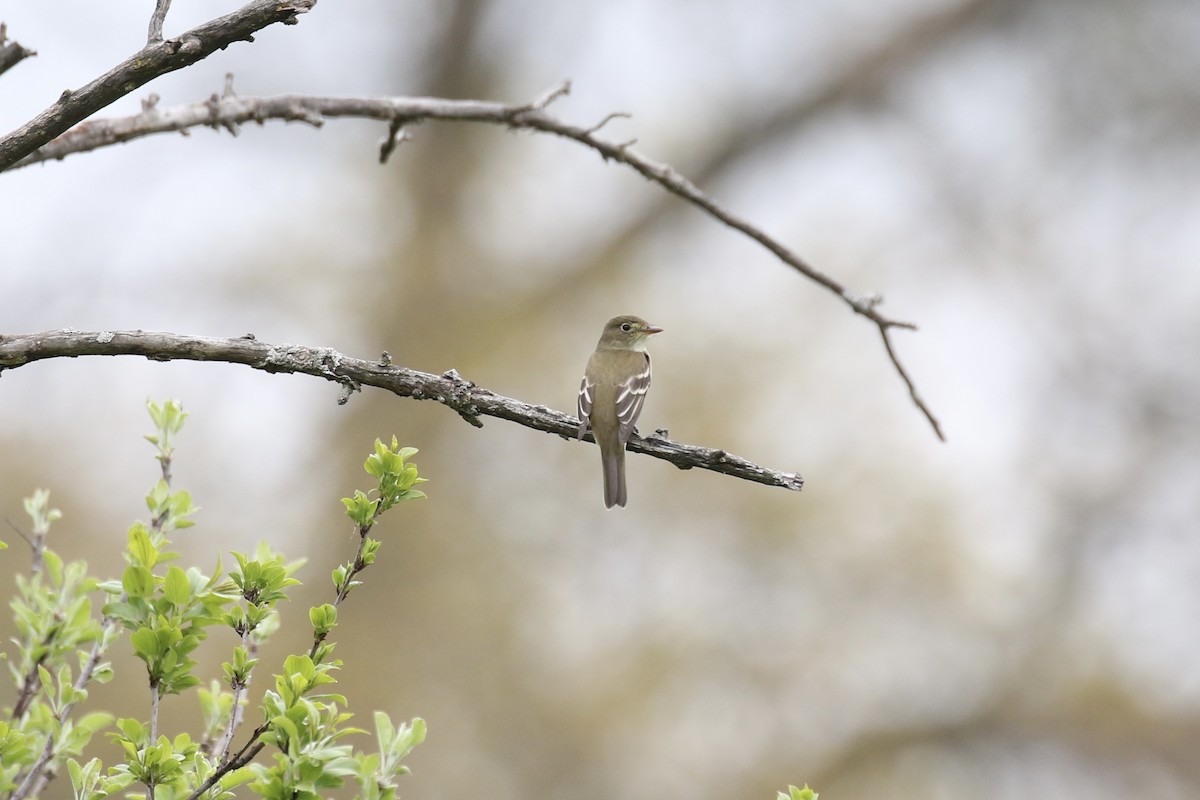 Alder Flycatcher - ML451662031