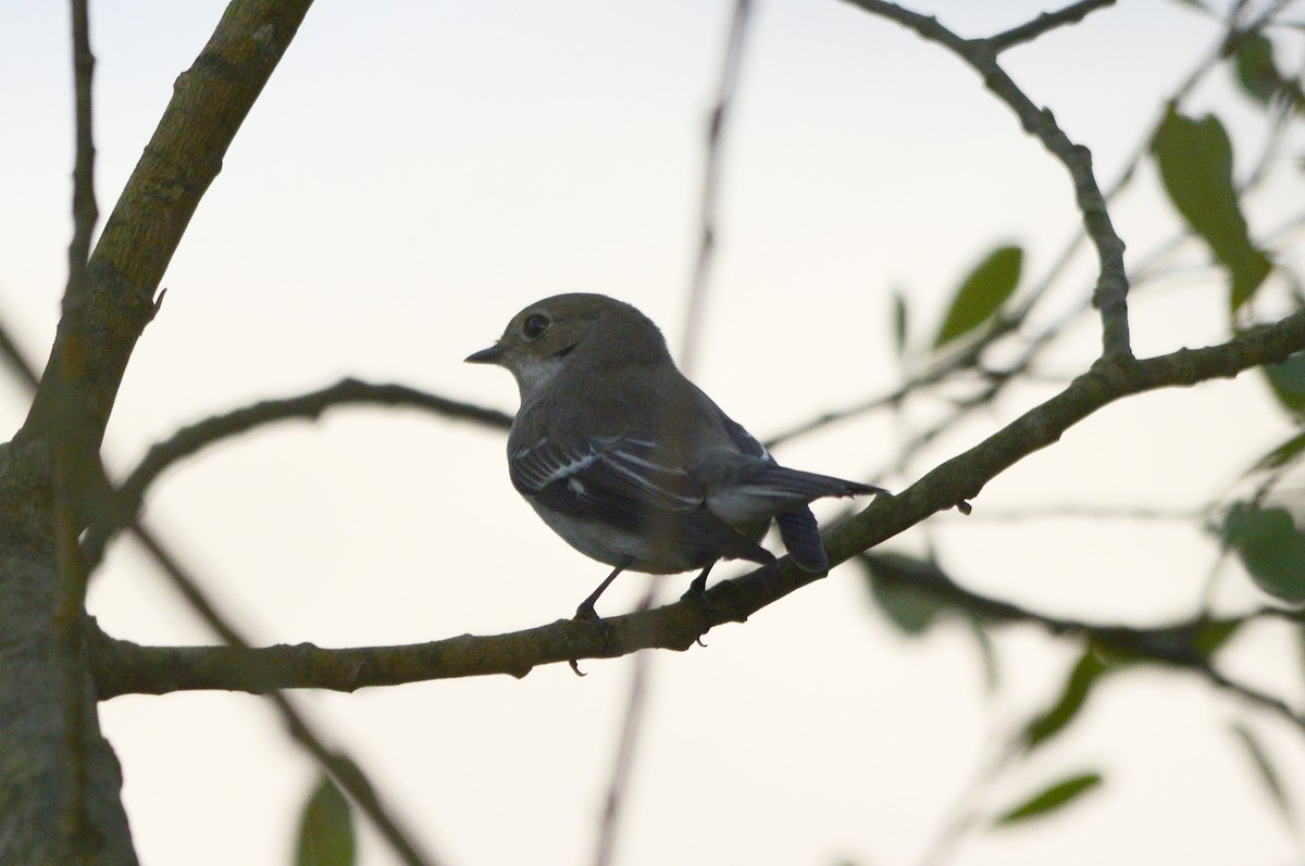 European Pied Flycatcher - ML451662131