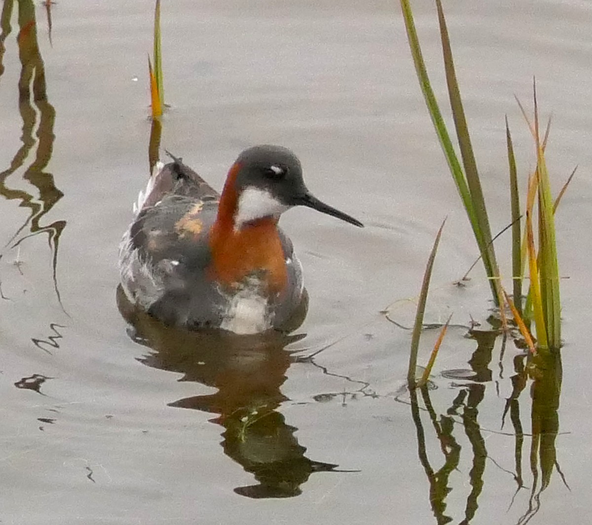 Phalarope à bec étroit - ML451662771