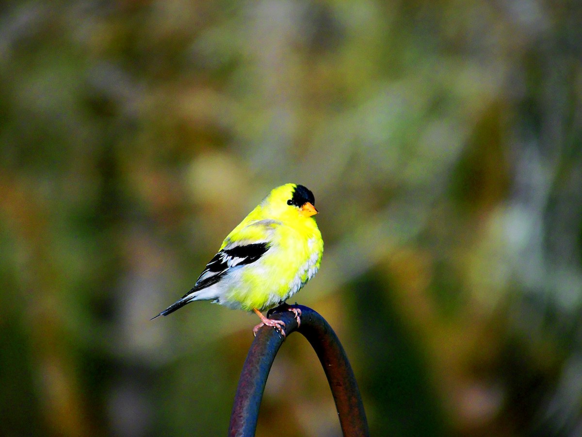 American Goldfinch - ML451663101