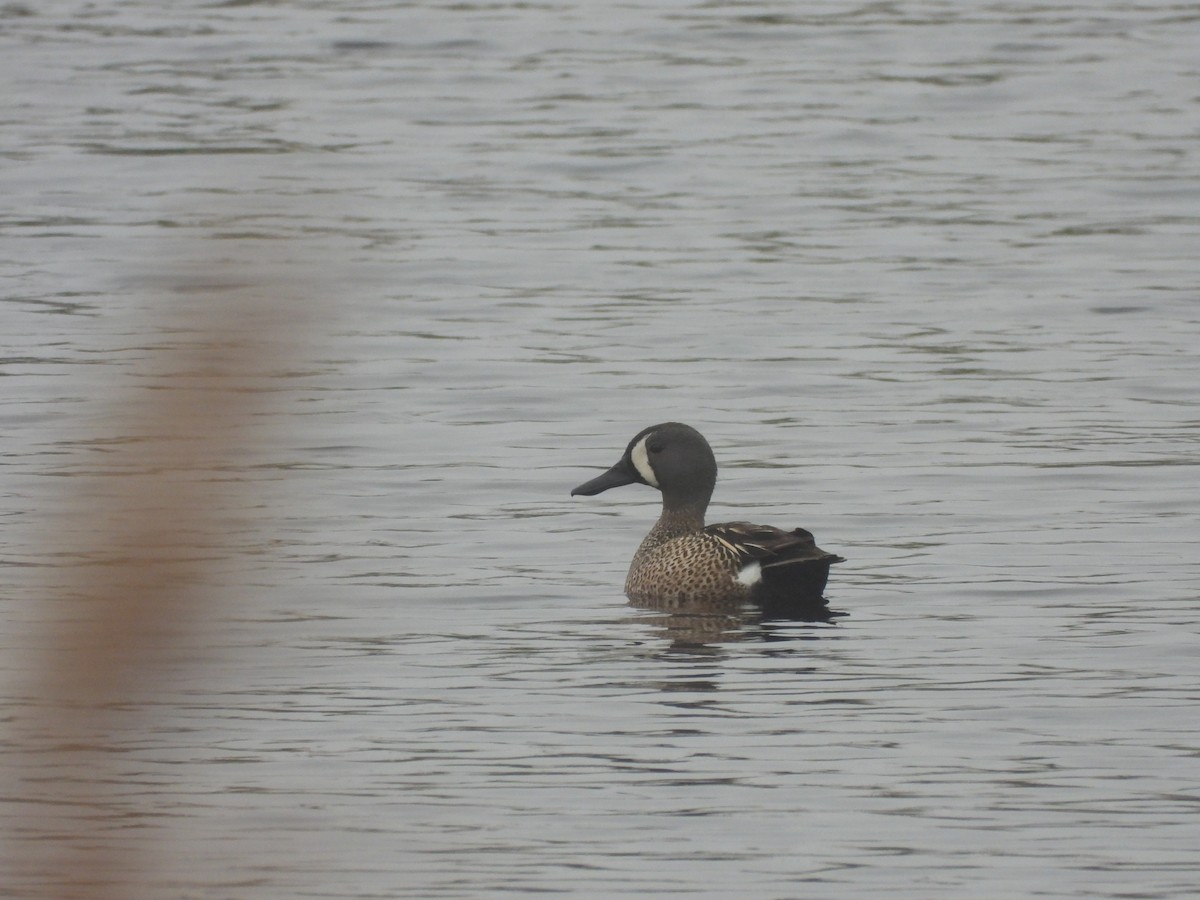 Blue-winged Teal - ML451663301