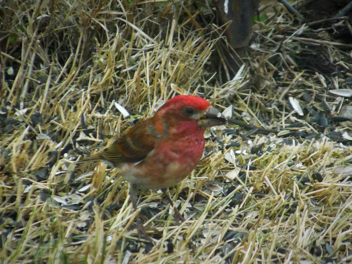 Purple Finch - ML451663311