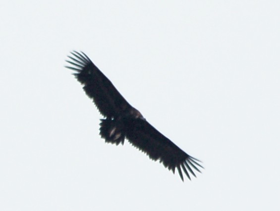 Cinereous Vulture - ML451663391