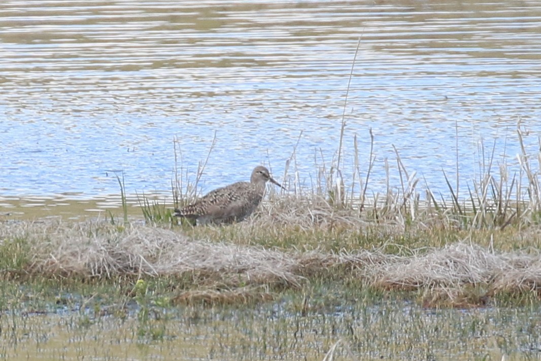 Willet - ML451663811