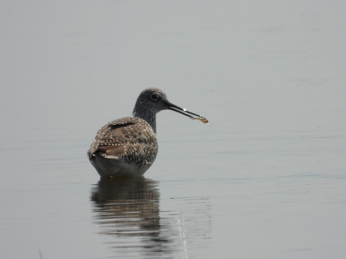 Greater Yellowlegs - ML451664251