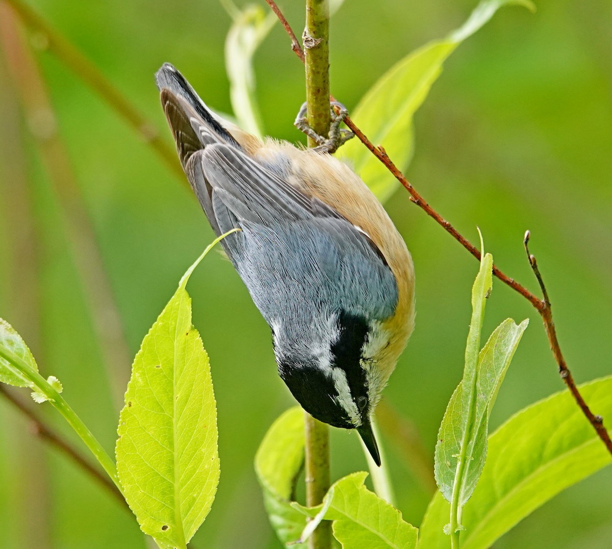 Red-breasted Nuthatch - Hank Heiberg