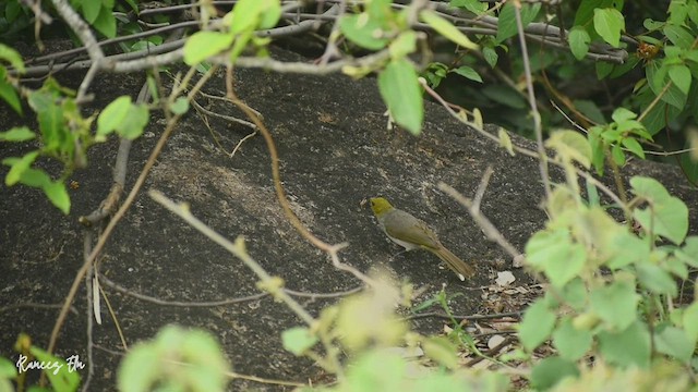 Bulbul Gorjigualdo - ML451665981