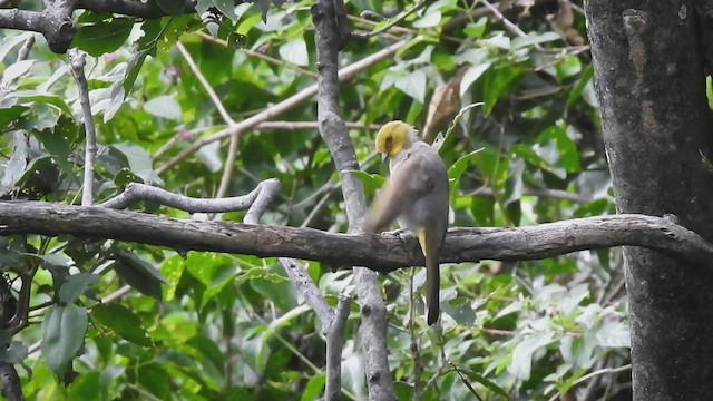 Yellow-throated Bulbul - ML451666231