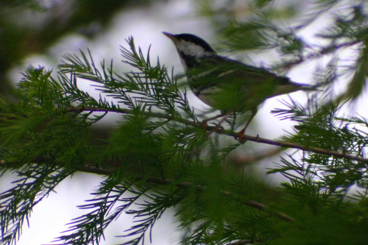 Blackpoll Warbler - ML451667661