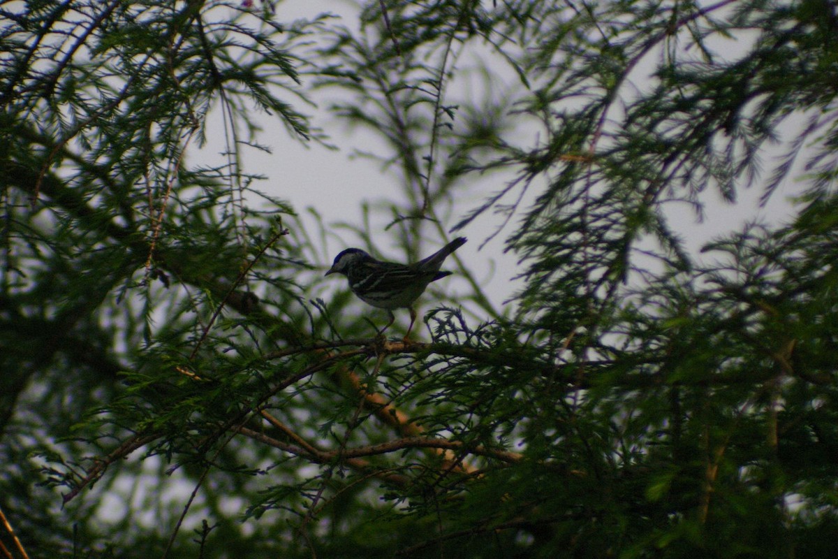 Blackpoll Warbler - ML451667671
