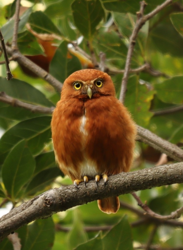 Costa Rican Pygmy-Owl - Luis Barrantes Rodriguez
