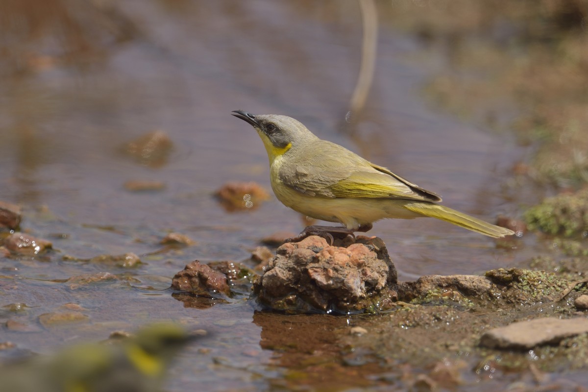 Gray-headed Honeyeater - ML451668911