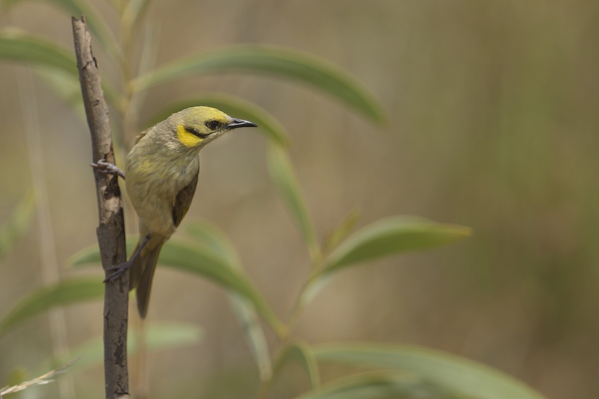 Gray-fronted Honeyeater - ML451668961