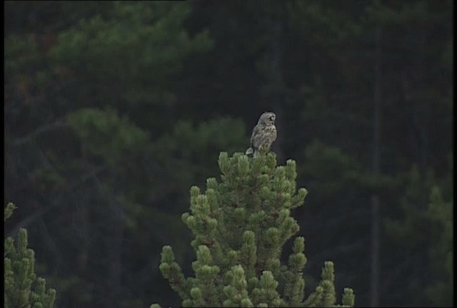 Long-eared Owl (American) - ML451669