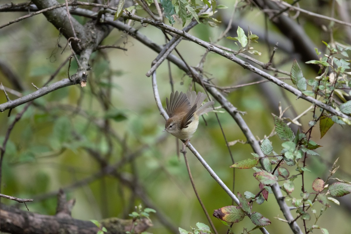 Hume's Bush Warbler - ML451669521