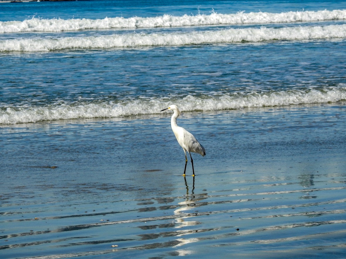 Snowy Egret - Clarisse Odebrecht