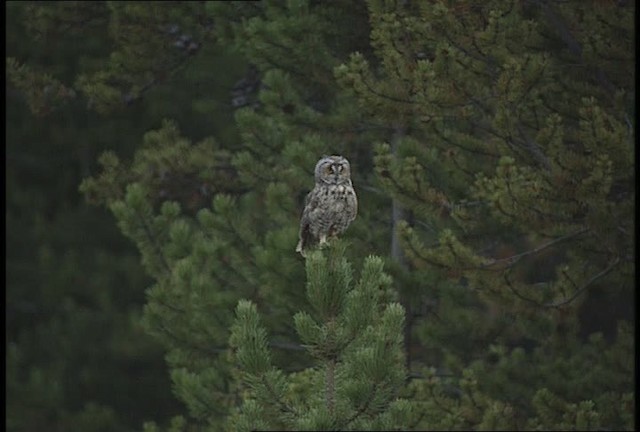 Hibou moyen-duc (wilsonianus/tuftsi) - ML451672