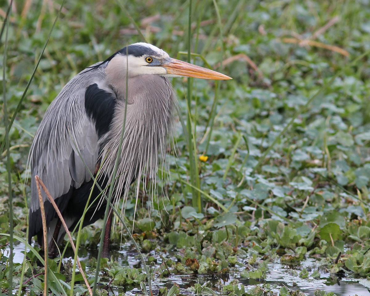 Great Blue Heron - Mary Keim