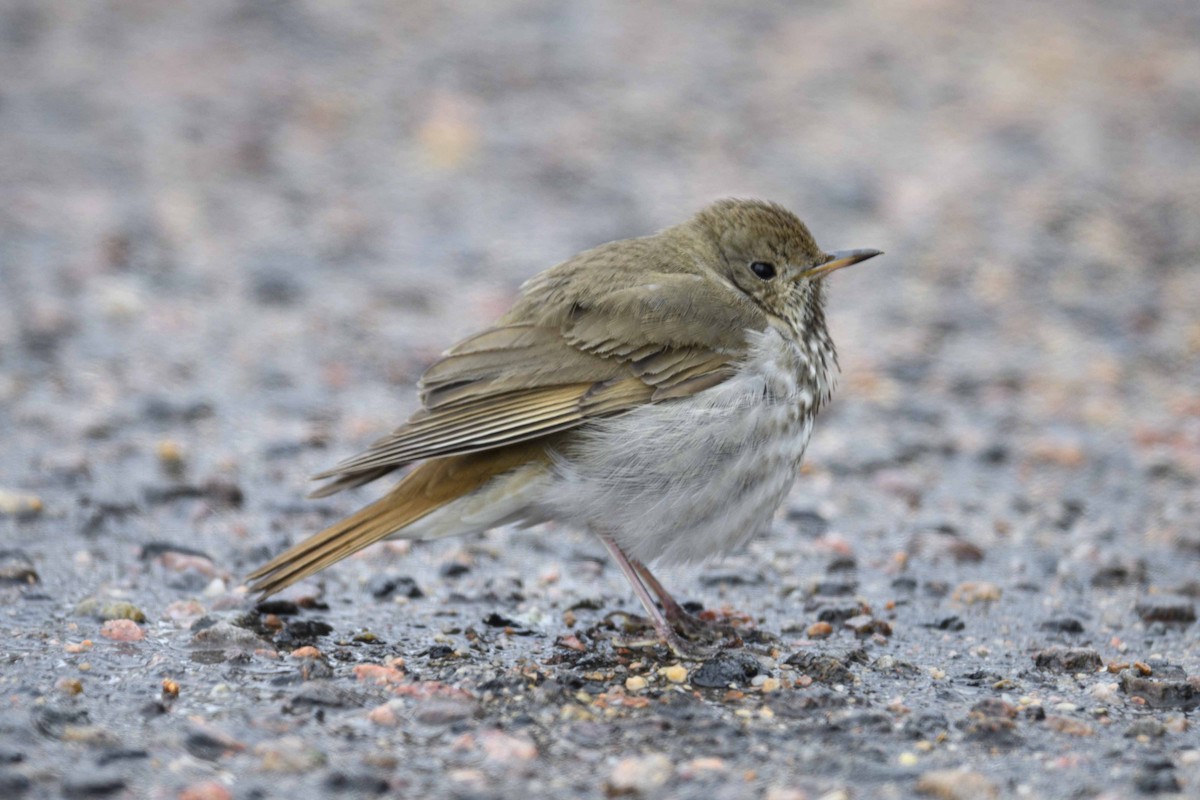 Hermit Thrush - Cameron Carver