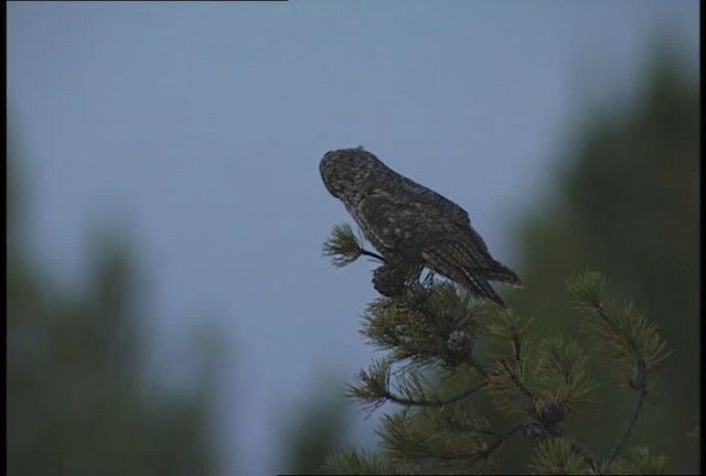 Long-eared Owl (American) - ML451673