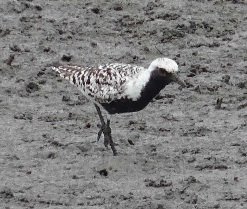 Pluvier argenté - ML451673081