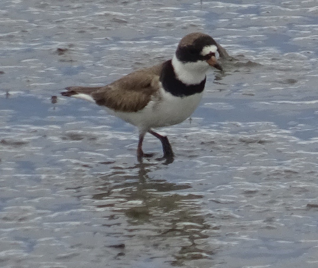 Pluvier semipalmé - ML451673481