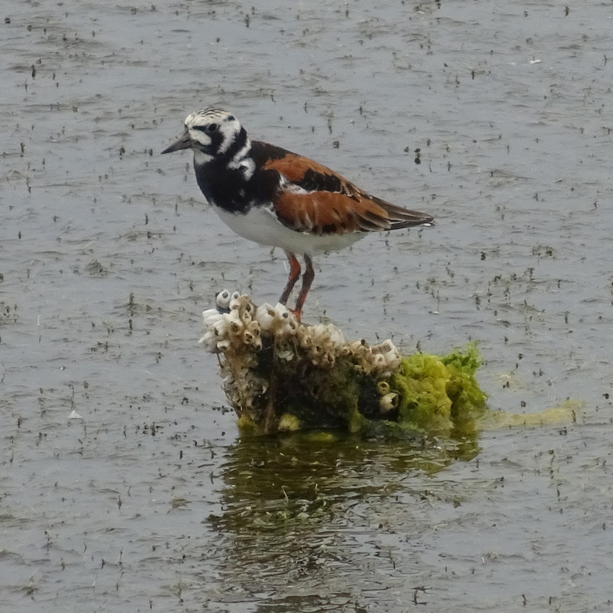 Tournepierre à collier - ML451673711