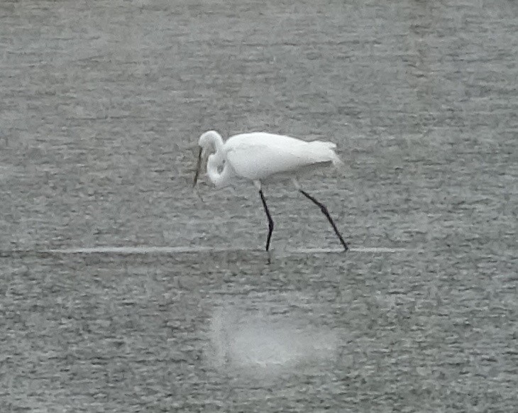 Grande Aigrette - ML451673771