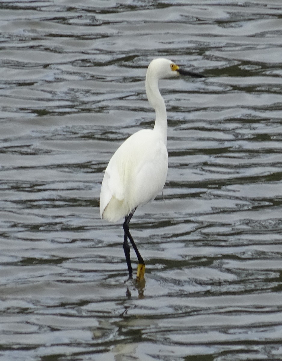 Aigrette neigeuse - ML451674101