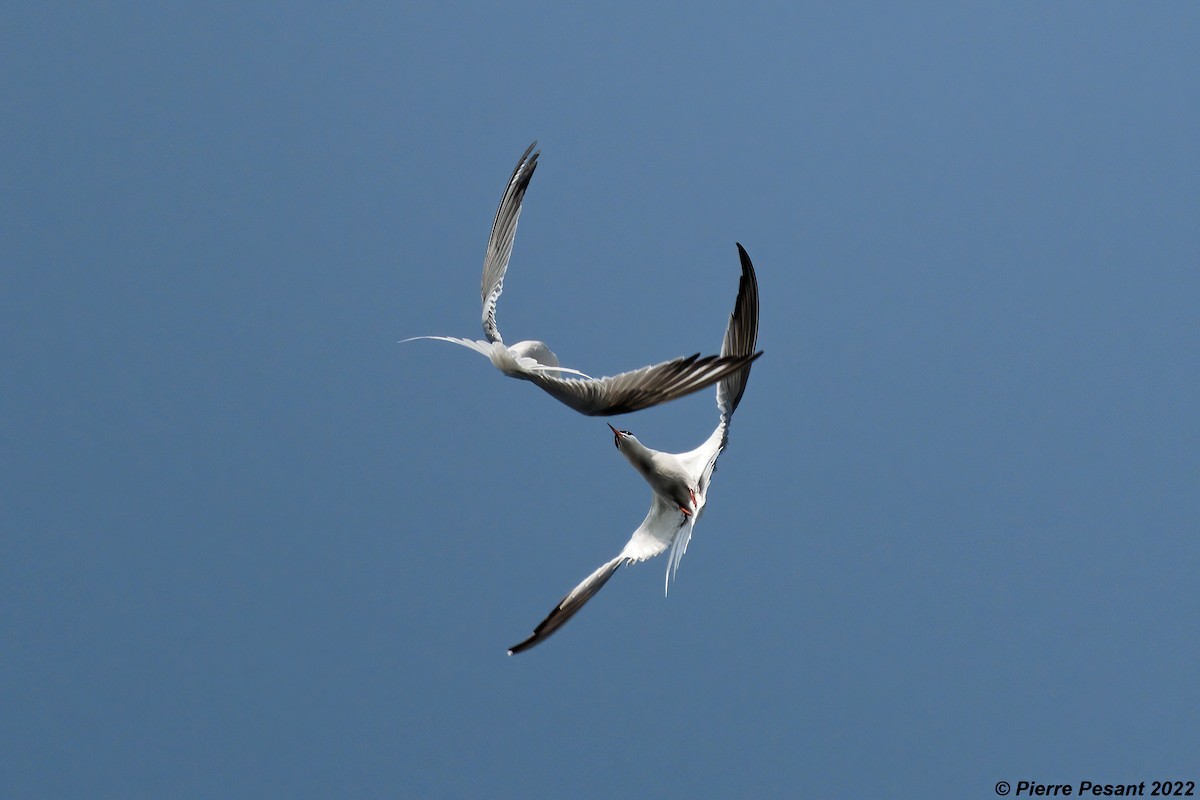Common Tern - Pierre Pesant