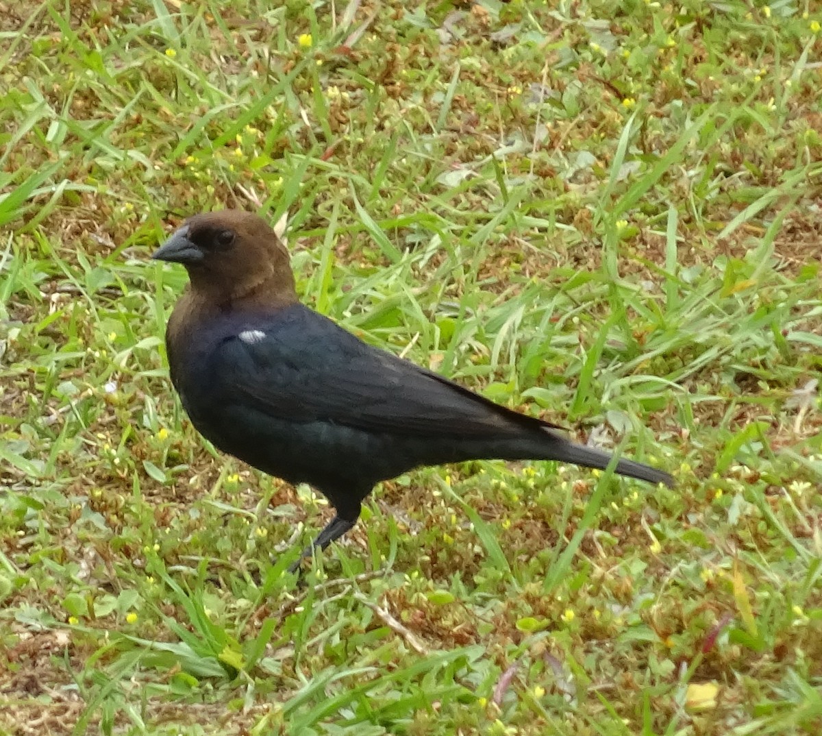 Vacher à tête brune - ML451674261