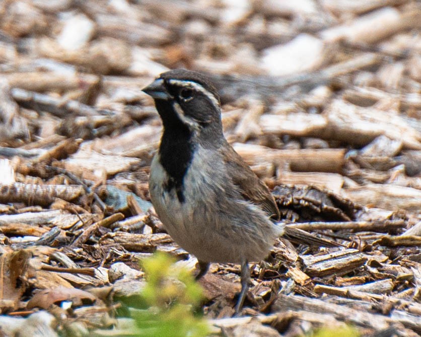 Black-throated Sparrow - Mark Singer